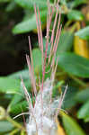 Fringed willowherb